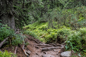 Fototapeta na wymiar Footpath in coniferous forest, Western Tatras mountains, Slovakia