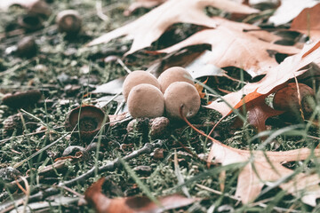 Autumn composition of falling fruits of forest trees