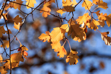 In autumn, the leaves on the trees turn yellow slowly