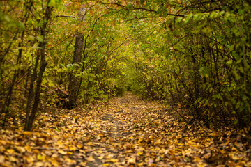 Beautiful autumn landscape in forest. Colored yellow nature in Europe. Amazing Environment.