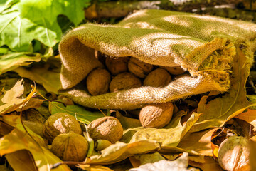 Walnuts lie in a bag on yellow fallen leaves. Autumn harvest