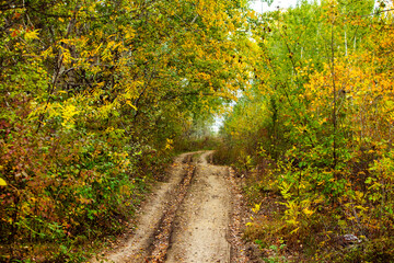 Beautiful autumn landscape in forest. Colored yellow nature in Europe. Amazing Environment.