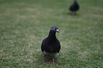 芝生の鳩