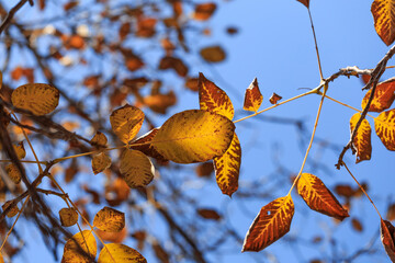 In autumn, the leaves on the trees turn yellow slowly