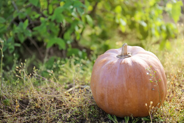  Big pumpkin on the grass
