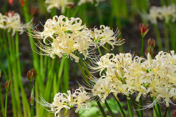 松戸　祖光院の美しい満開の白い彼岸花（日本千葉県松戸市） Beautiful white cluster amaryllis in full bloom at Sokoin, Matsudo (Matsudo City, Chiba Prefecture, Japan)