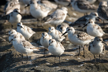 Group of small sanderling sandpipers on a rock jetty. 