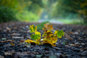 Gold leafy twig lying on a forest road during Polish Golden Autumn