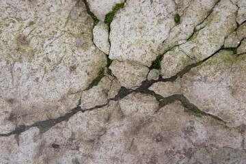 Cracked concrete with moss in the cracks. background.