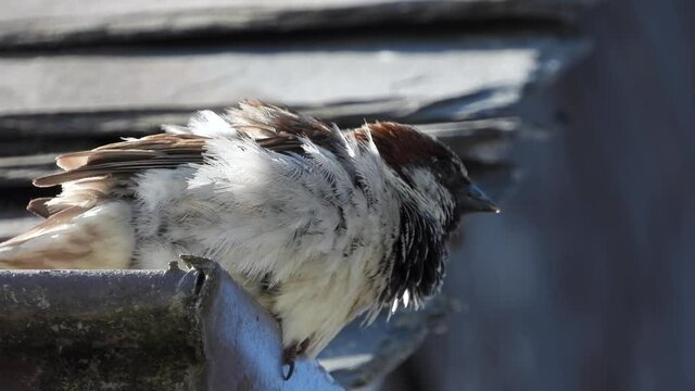 Haussperling (Passer domesticus)