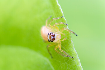 macro image of jumping spider. macro mode close up shot animal and insect.