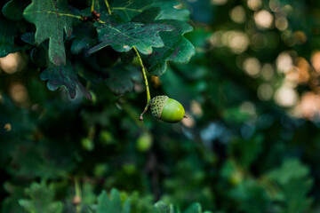 An acorn hanging from a tree