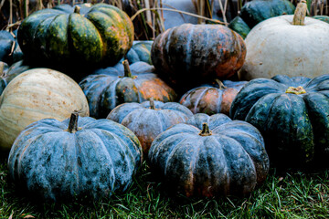 Black pumpkin - black mood season