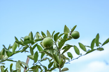 Obraz na płótnie Canvas Small lemon tree and its fruits on it with blue sky