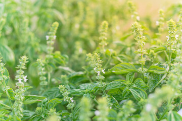 Shallow DOF blooming sweet basil flower and white petals at backyard garden in Texas, USA