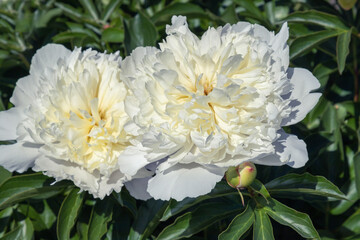 White flower peony flowering