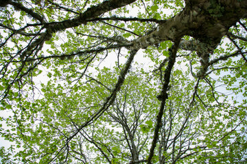 branches of a tree