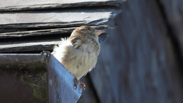Haussperling (Passer domesticus)