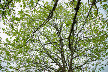green leaves against the sky