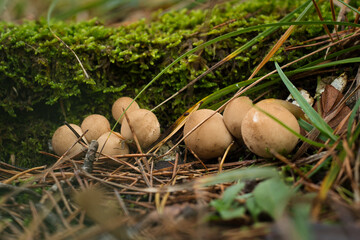 Pilz im Wald