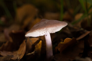 Pilz im Wald