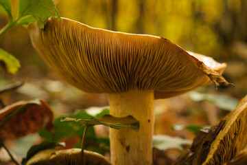 Pilz im Wald
