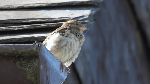 Haussperling (Passer domesticus)