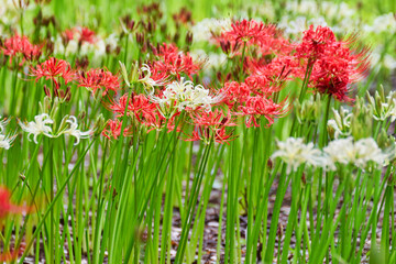 松戸　祖光院の美しい満開の彼岸花（日本千葉県松戸市） Beautiful cluster amaryllis in full bloom at Sokoin, Matsudo (Matsudo City, Chiba Prefecture, Japan)