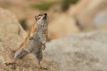Chipmunk in Colorado park.