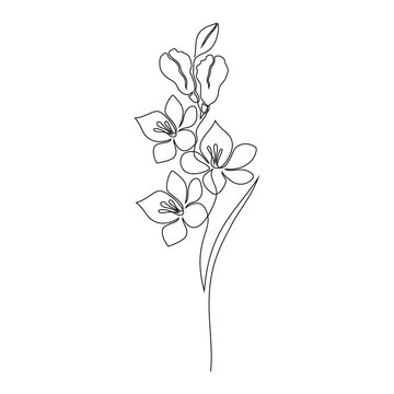 Freesia flower on white