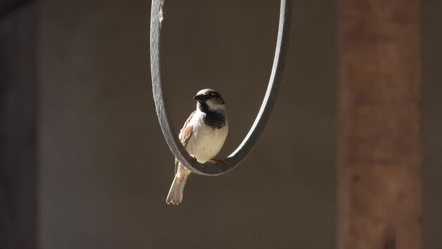 Haussperling (Passer domesticus)