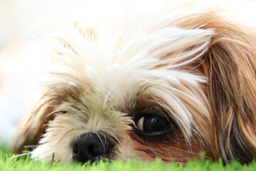 Close up of adorable shi tzu dog's face