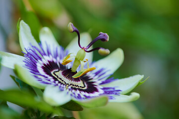 macro photo of the common passion flower, passiflora caerulea