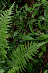 Naklejka na ściany i meble fern background, in the garden