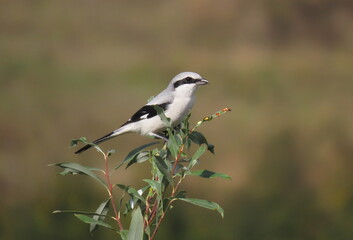 Great grey shrike (Lanius excubitor) perching on a beautiful tree branch with small leaves, looking towards the camera. Behind the bird there is a blurry calm  yellow brown orange and green background