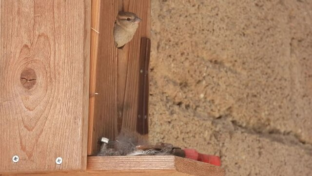 Haussperling (Passer domesticus)