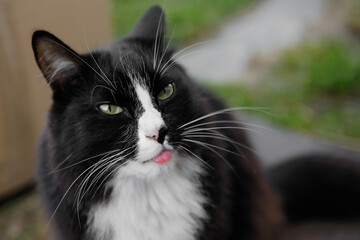 Black white cat in the box.