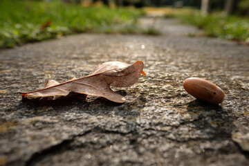 Brown oak leaf and acon on a rock in back lit