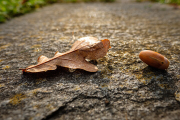 Close-up oak leaf and acon close-up