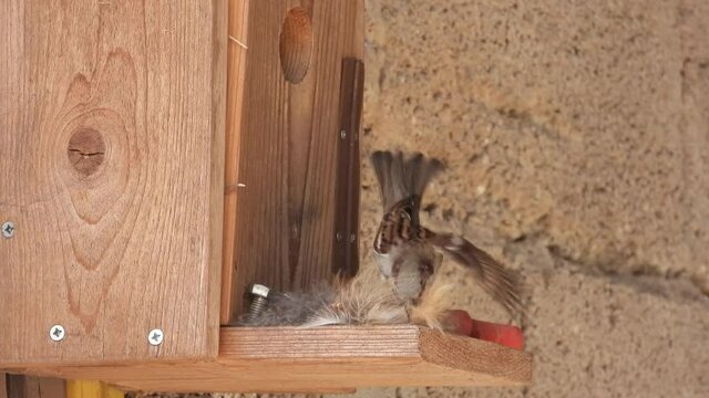 Haussperling (Passer domesticus)