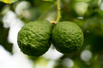 Two fresh green bergamot hanging on the tree.