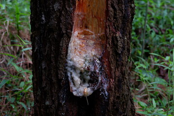 Pine tree sap, or rubber tree sap