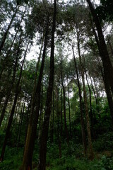 View of pine trees from below