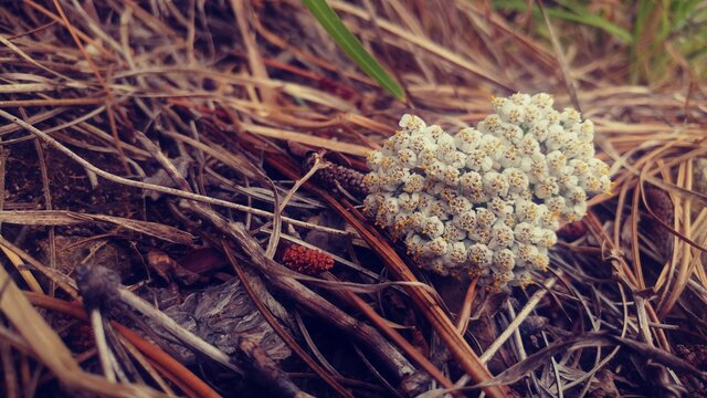 RACIMO DE PEQUE&Ntilde;AS FLORES BLANCAS SOBRE RAMAS Y PASTO SECO, VEGETACION SUR PATAGONICO