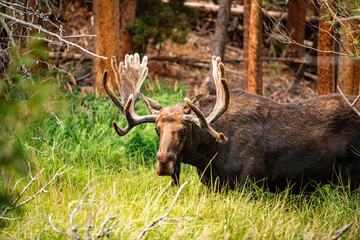 bull elk in park national park