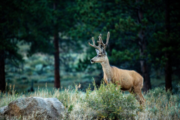 deer in the forest