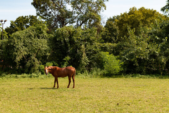 Brown Horse On Randalls And Wards Islands During Summer In New York City