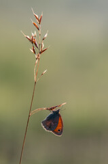 butterfly Coenonympha pamphilus sits on a blade of grass in the meadow before sunset