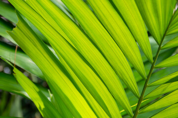 green leaves background