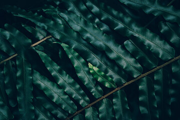 fern leaf, dark nature background